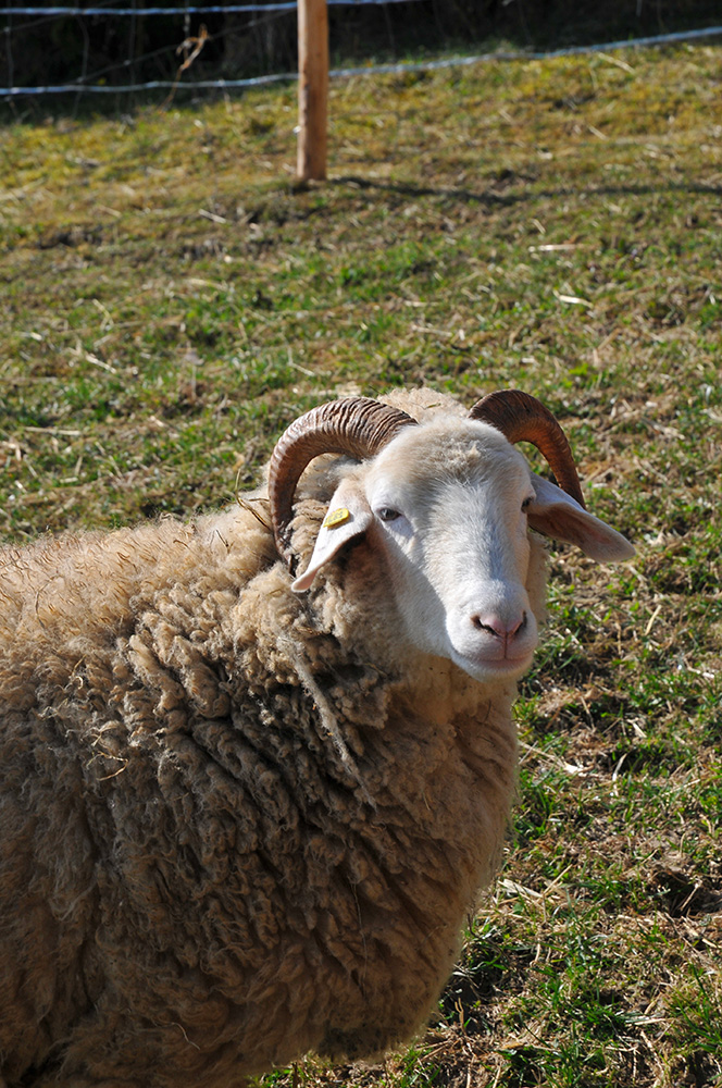 mouton oberland grison