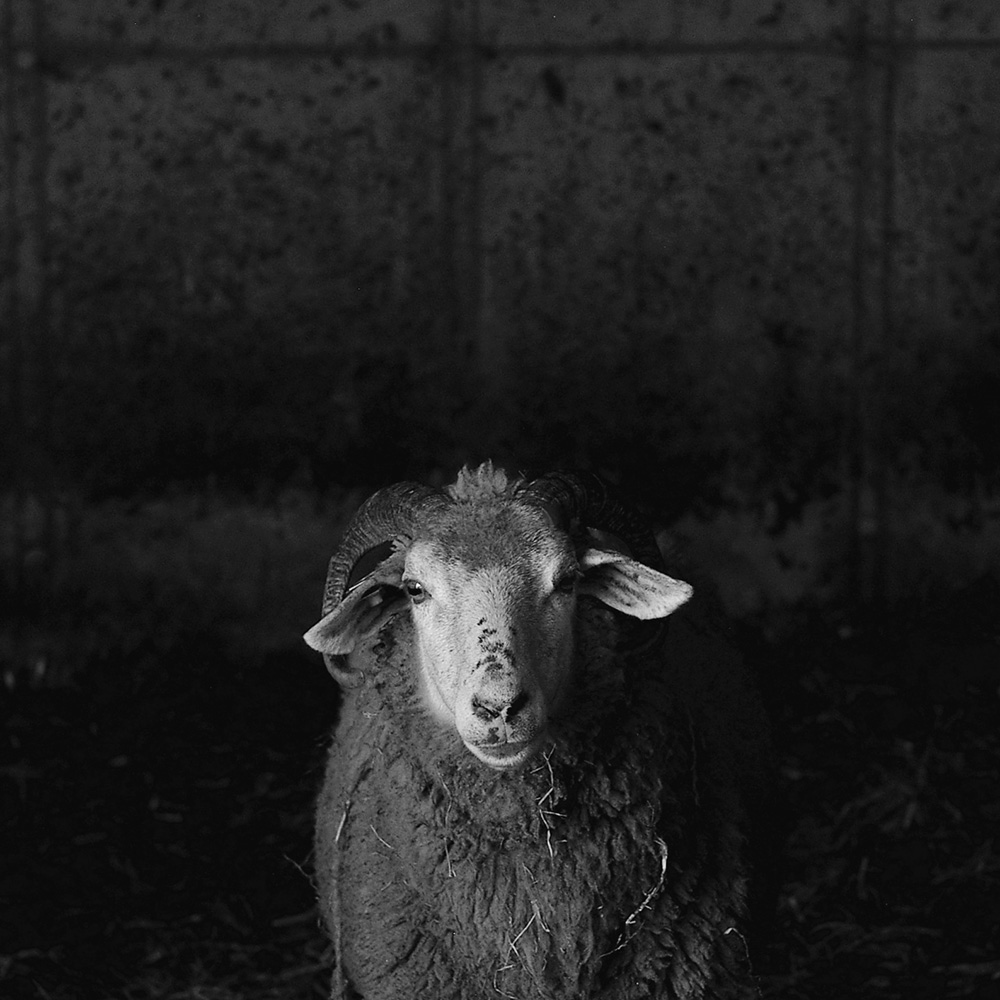 mouton oberland grison