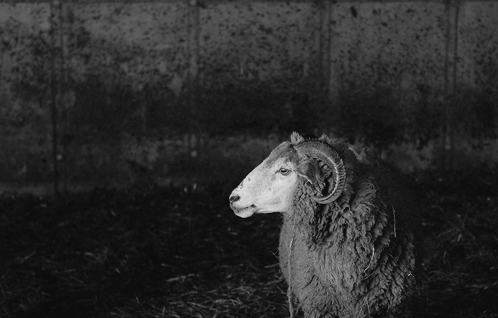 mouton oberland grison