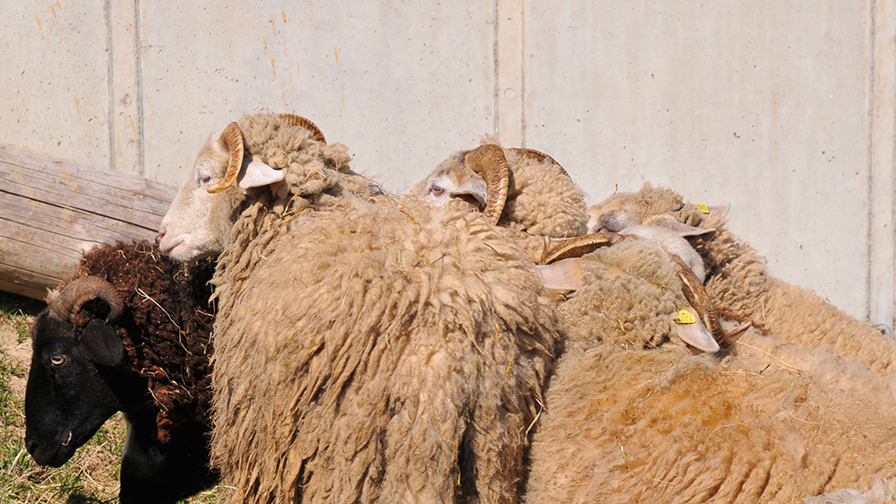 mouton oberland grison