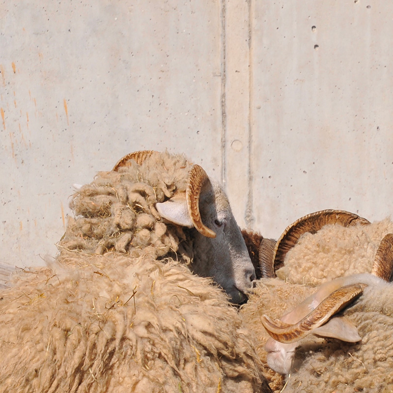 mouton oberland grison