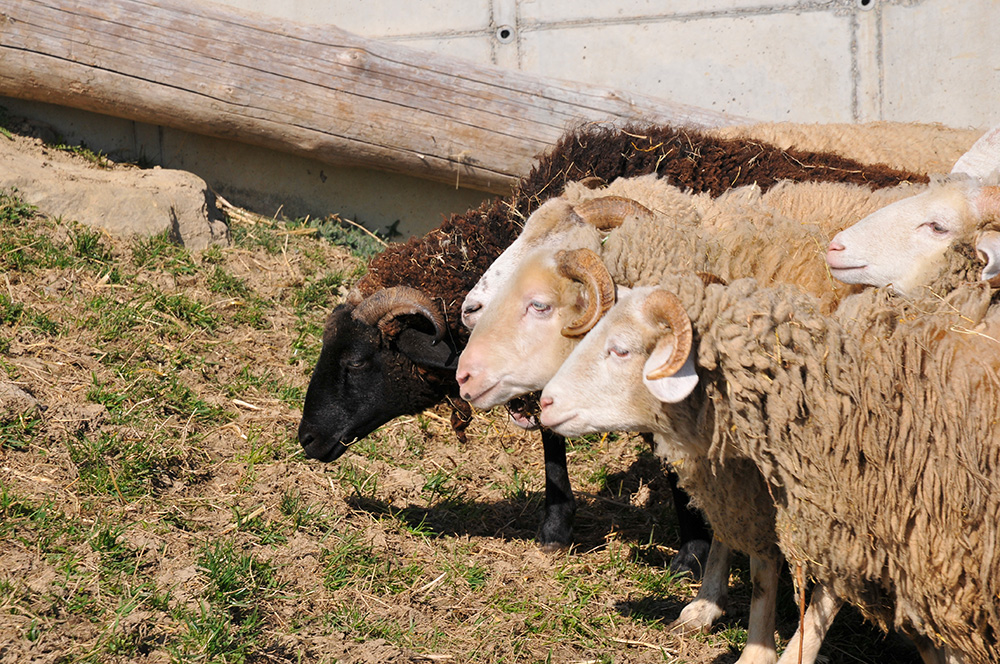 mouton oberland grison