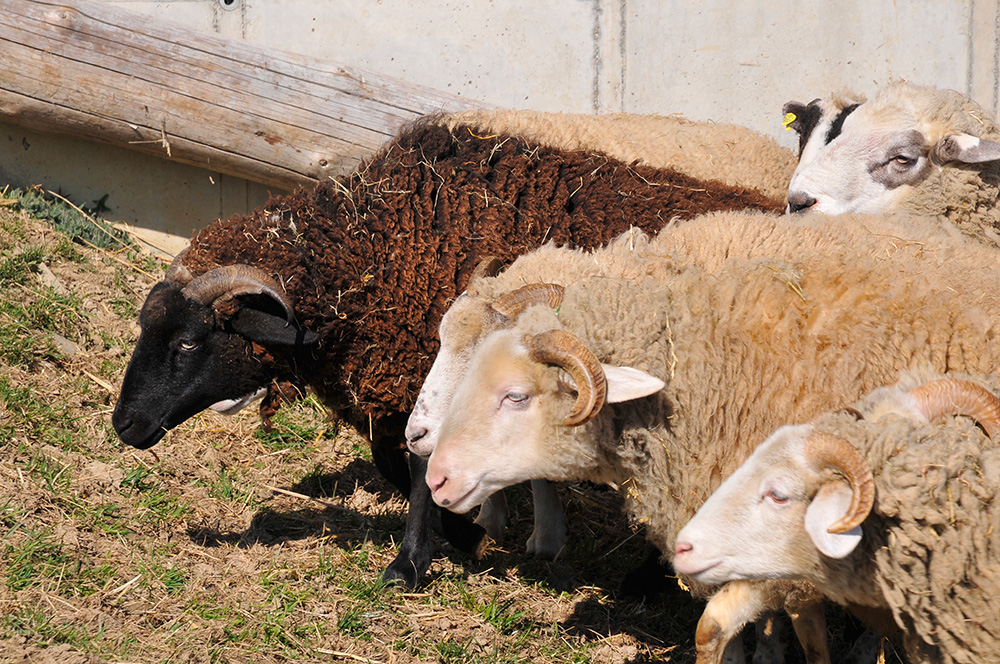 mouton oberland grison